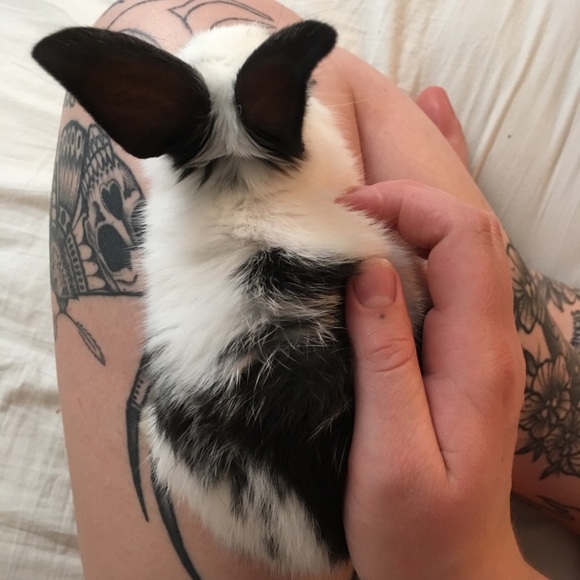 Pet Friendly Home 🖤 Please Read 🖤 - Picture 3 of 5